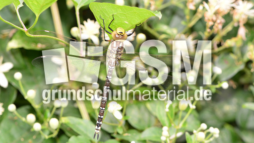 Blaugrüne Mosaikjungfer  (23).jpg